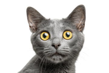 PNG Close-up of gray cat with yellow eyes on black background