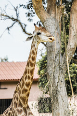 Giraffe standing tall near a tree in the zoo with its long neck and spotted body visible in a natural wildlife setting