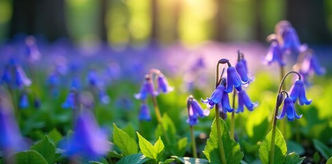 Bluebell Carpet A Stunning Close-Up of Vibrant Spring Blooms Bathed in Soft Sunlight, Perfect for Nature-Themed Websites, Blogs, and Print