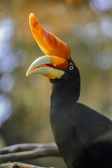 Rhinoceros hornbill perched on a log