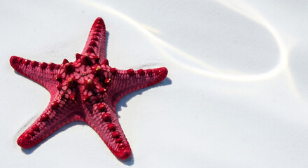 Palau Constitution Day Concept: Red Starfish on White Sand Beach with Water Reflection