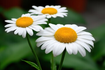 Three white daisies with yellow centers in a garden