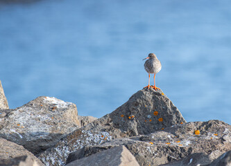 Common redshank bird in the nature