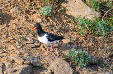 eurasian oystercatcher in the beautiful nature of Northern Iceland