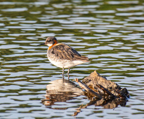 red-necked phalarope standing on a stone in the pond