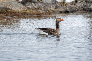 Fototapeta premium Greylag goose in the beautiful spring nature in Iceland