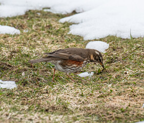 Redwing bird in the beautiful nature