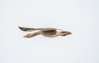 Greylag goose in the beautiful spring nature in Iceland