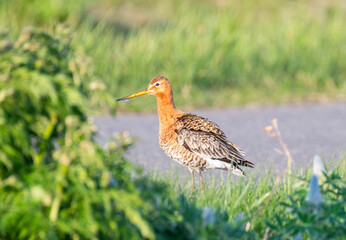 Black-tailed godwit in the beautiful natur of Northern Iceland