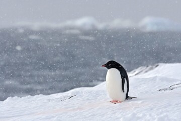 Obraz premium A penguin standing on top of a snow covered hill
