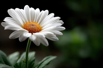 Obraz premium A single white flower with a yellow center on a stem