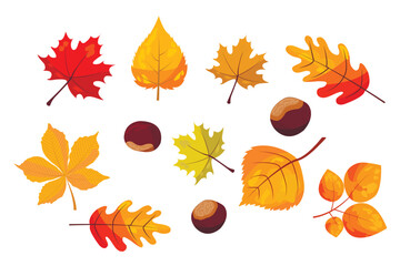 set of autumn leaves and fruits isolate on white background