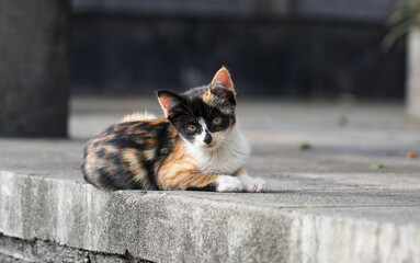 Mother cat and kittens