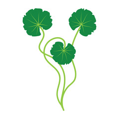 Gotu kola or centella asiatica vector illustration 