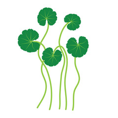 Gotu kola or centella asiatica vector illustration 
