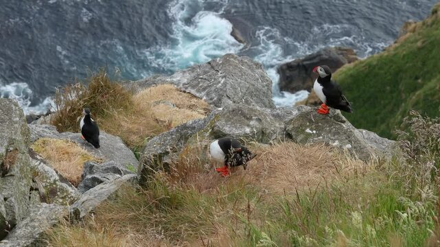 Atlantic puffin (Fratercula arctica), on the rock on the island of Runde (Norway).