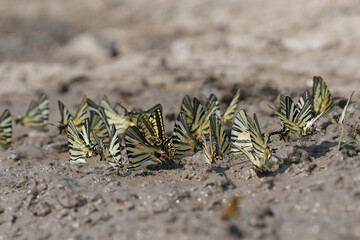 Closeup on a large group of European Scarce Swallowtail butterflies, Iphiclides podalirius drinking