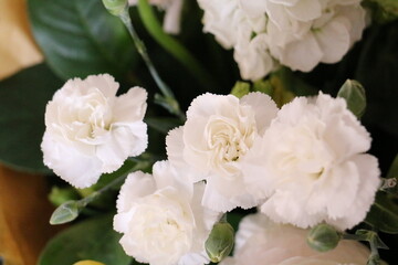 bouquet of white flowers
