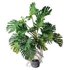 The photo of giant monstera tree in grey pot isolate on white, high resolution image