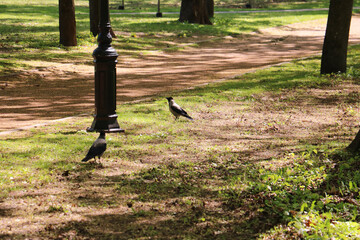 crows in the park