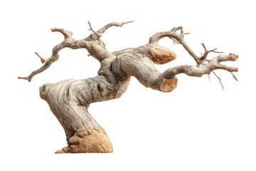 Fototapeta premium PNG Twisted ancient tree with gnarled branches on black background