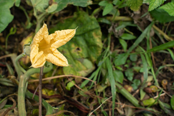 A bright yellow pumpkin flower unfolds its delicate petals in a garden setting, surrounded by green vines and leaves—capturing a moment of nature’s quiet beauty.