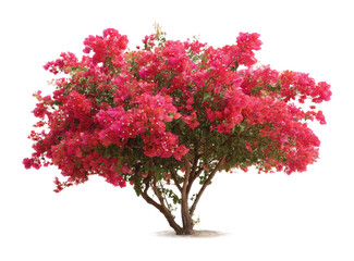 Obraz premium Blooming bougainvillea in vibrant color nature