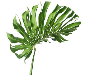 The photo of giant monstera leaf isolate on white, high resolution image