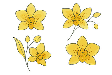 Yellow orchid illustrations with intricate details and varying designs on a white background