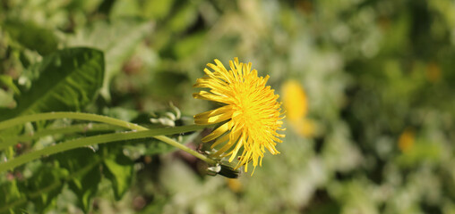 close up of yellow flower