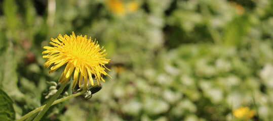 yellow dandelion flower