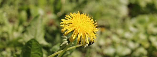 yellow dandelion flower
