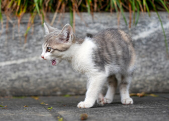 the Mother cat and kittens