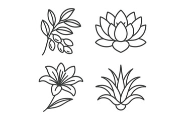 Illustrations of various flowers and plants showcasing intricate designs in a minimalistic style