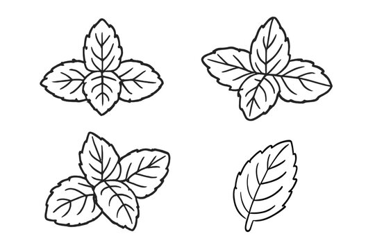 Variety of mint leaf illustrations showcasing detailed leaf shapes on a simple background
