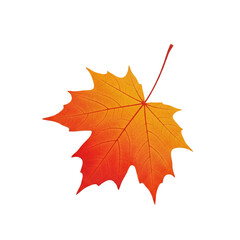 Single Autumn Maple Leaf Illustration