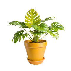 Obraz premium Fern 'HeartLeaf' plant, terracotta pot 