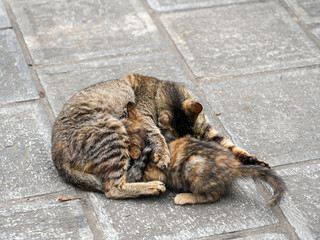 Mother cat and kittens