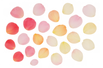 Delicate rose petals scattered across soft pink, red, and yellow hues, offering elegant backdrop for design projects with transparent layering