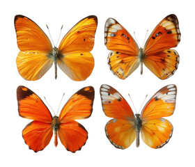 Obraz premium Vibrant orange butterflies nature