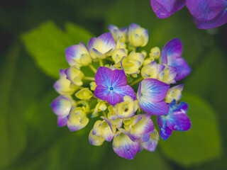 Hydrangeas in bloom in different colors