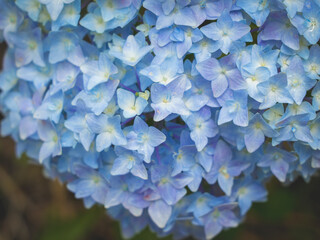 Hydrangeas in bloom in different colors
