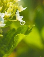 Hydrangeas in bloom in different colors