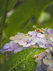Hydrangeas in bloom in different colors