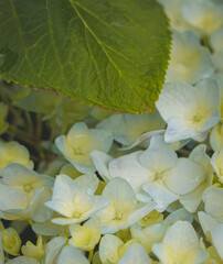 Hydrangeas in bloom in different colors