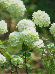 Hydrangeas in bloom in different colors