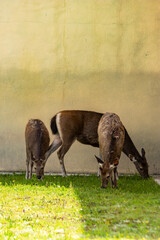 The deer hiding in the shadows to eat grass