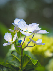 Hydrangeas in bloom in different colors