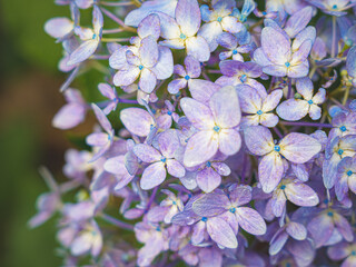 Hydrangeas in bloom in different colors
