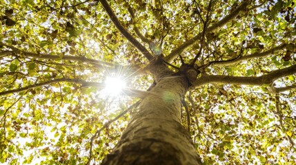 Fototapeta premium The sun shines through the branches of a tree